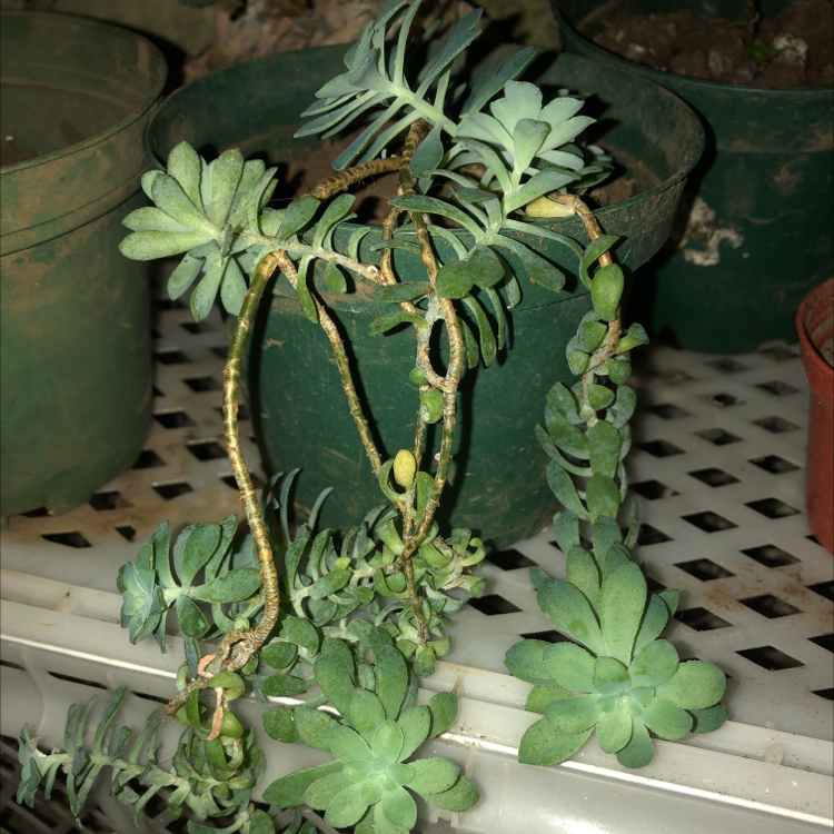 Photo of the plant species Echeveria sedoides by @VipOrpine named Eva on Greg, the plant care app
