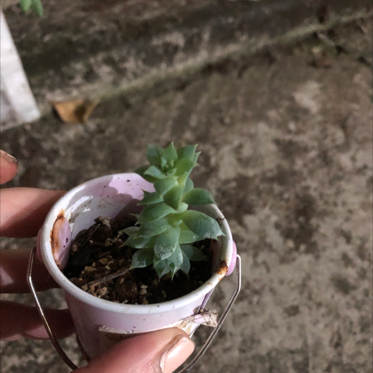 Photo of the plant species Graptopetalum macdougallii by @VipOrpine named Zeus on Greg, the plant care app