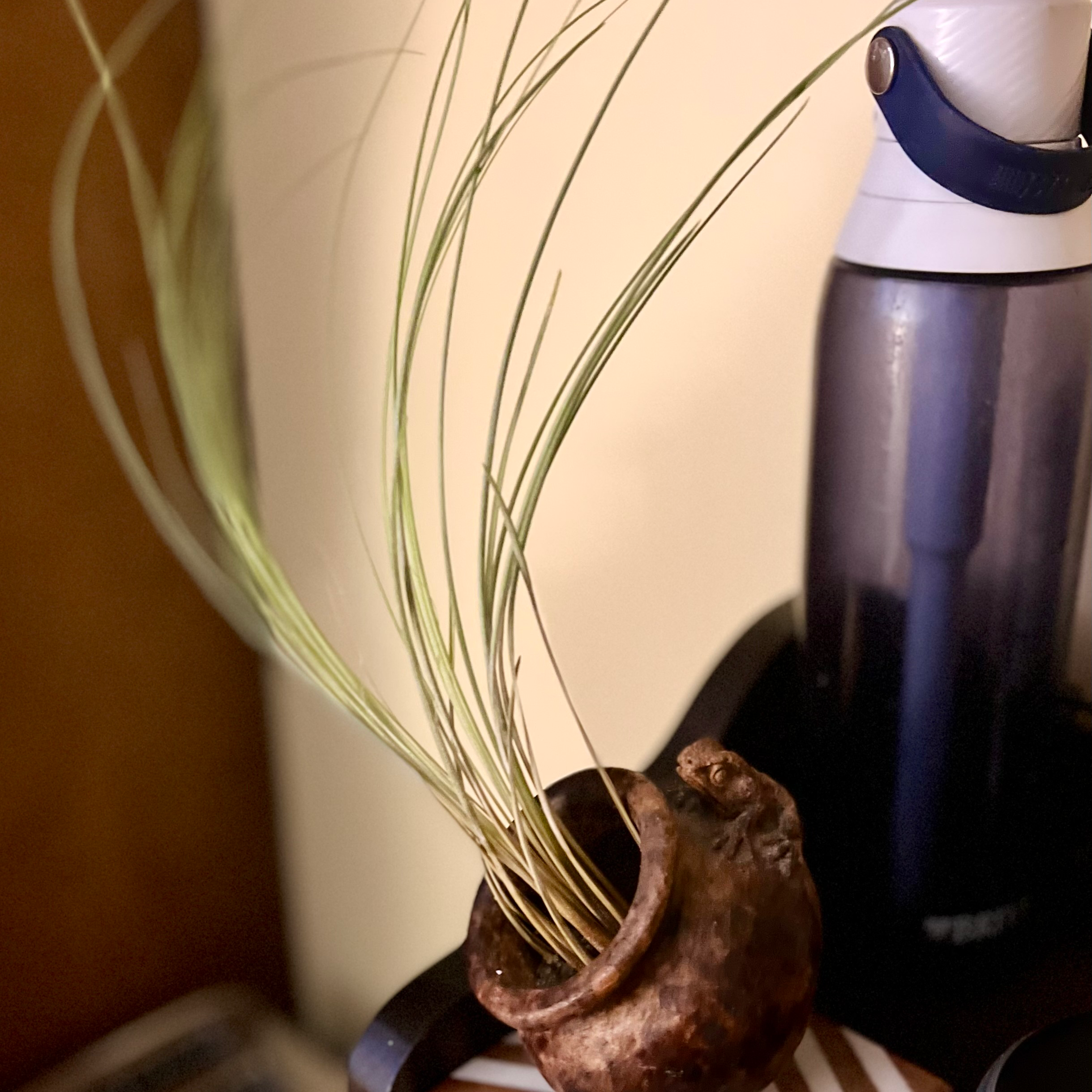 Tillandsia Juncea plant in a small pot with long, slender leaves.