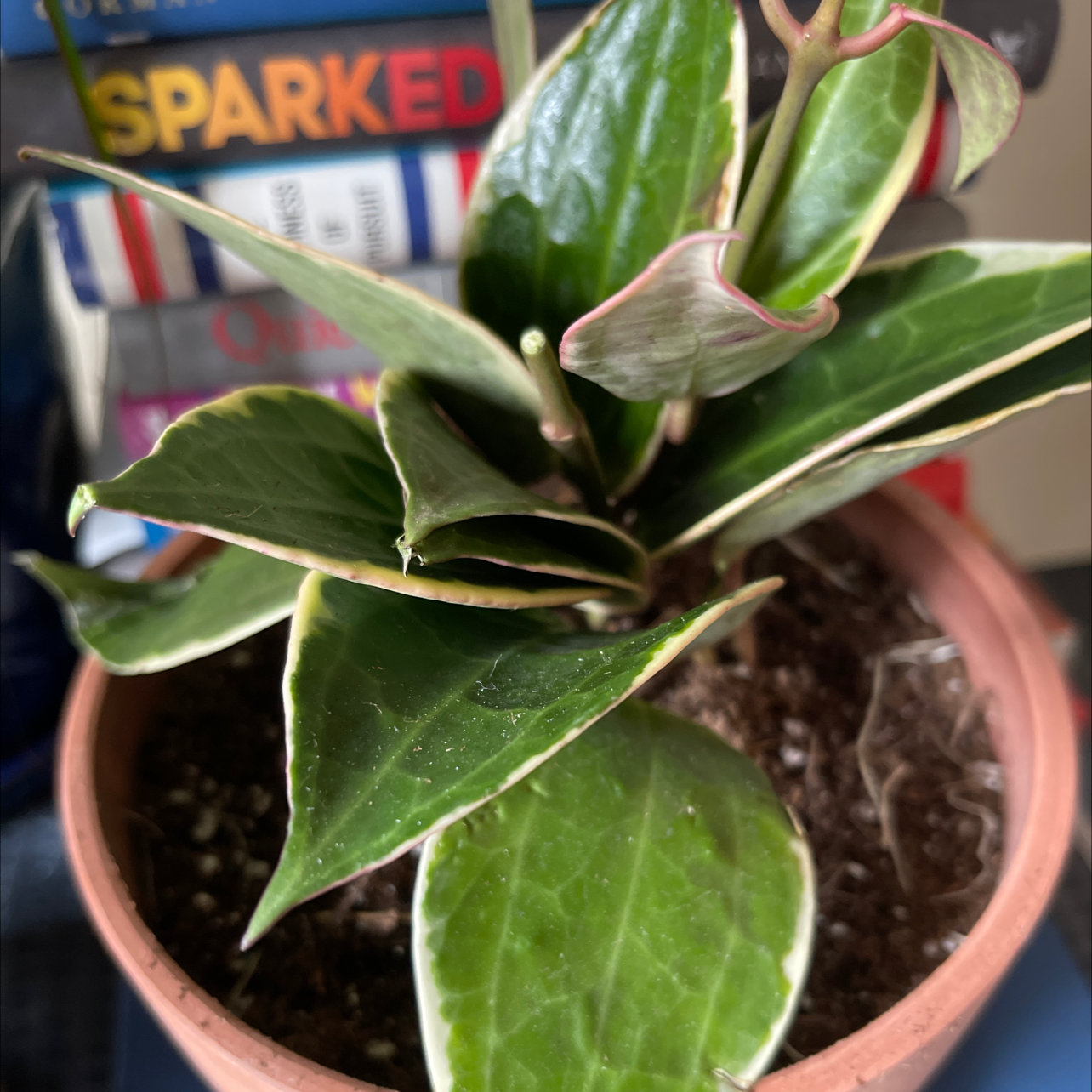 Hoya macrophylla 'Albomarginata' plant in a pot with healthy green leaves and white margins.
