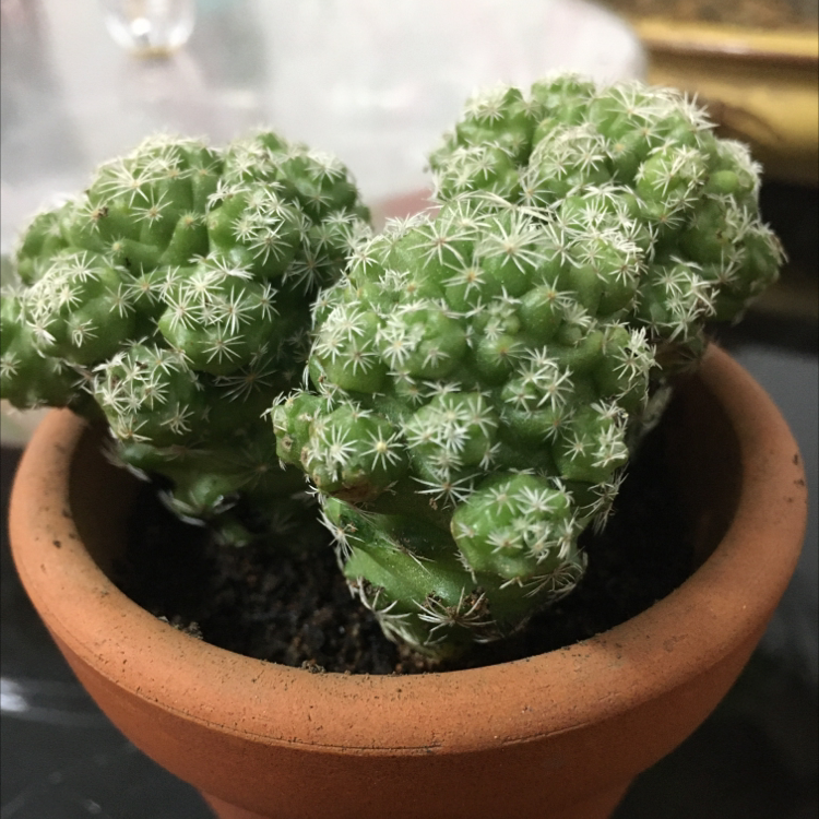 Thimble Cactus in a terracotta pot, healthy and well-framed.