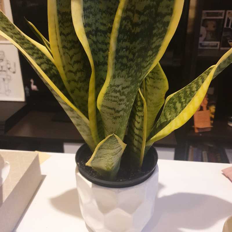 Futura Superba Snake Plant in a white pot with vibrant green leaves and yellow edges.