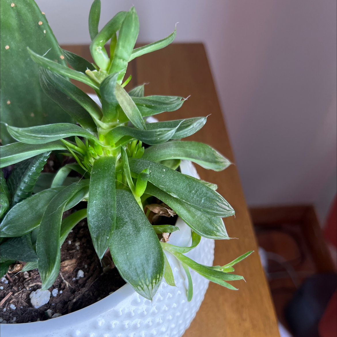 Crassula capitella 'Campfire' plant in a white pot with healthy green leaves.