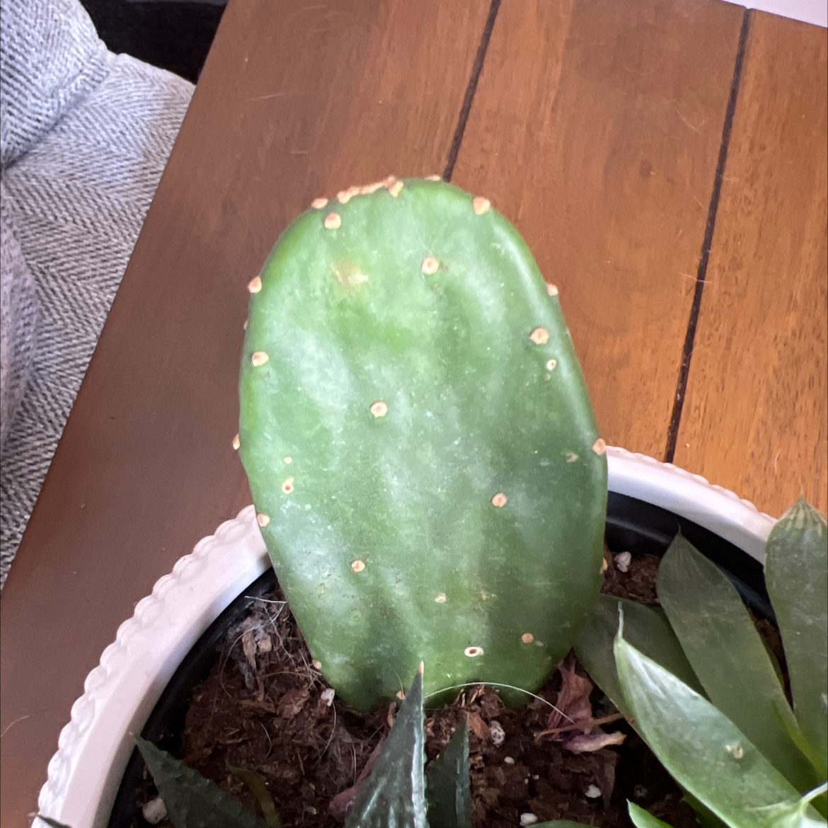 Few-Spined Marble-Seeded Prickly Pear cactus pad in a pot with visible soil.