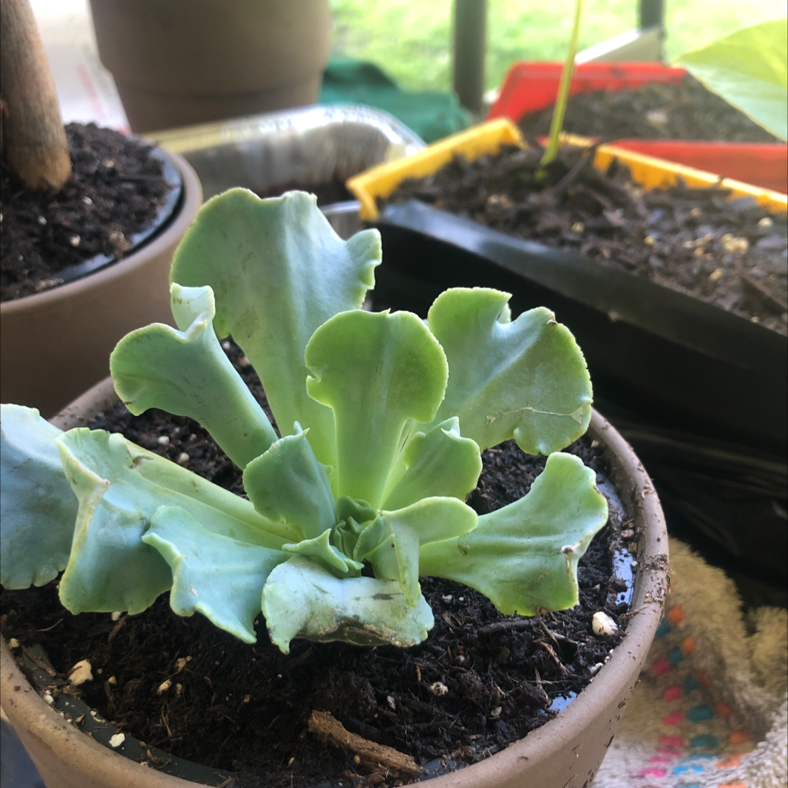 Potted Echeveria Gibbiflora plant with healthy green leaves and visible soil.