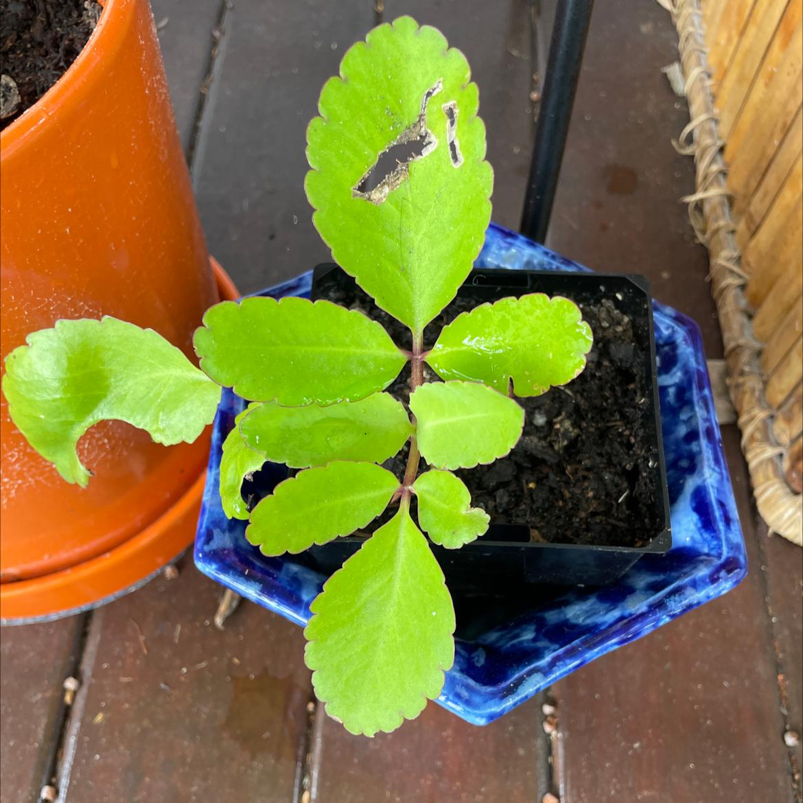Healthy young Cathedral Bells plant with vibrant green scalloped leaves growing in a blue ceramic pot.