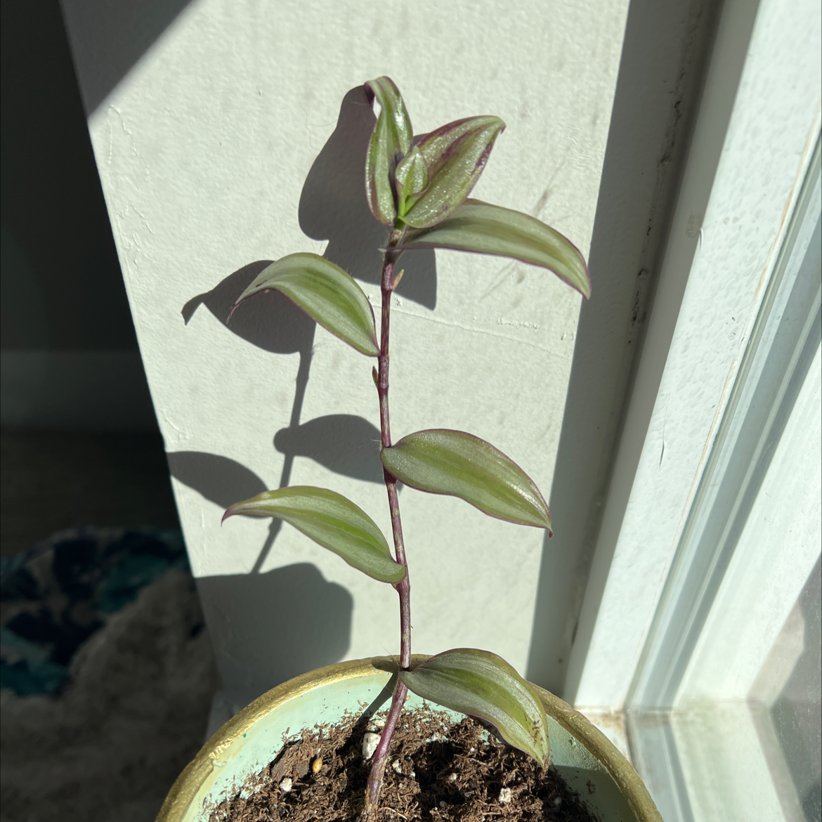 Tradescantia Zebrina plant photo by @emianne named Holly on Greg, the plant care app.
