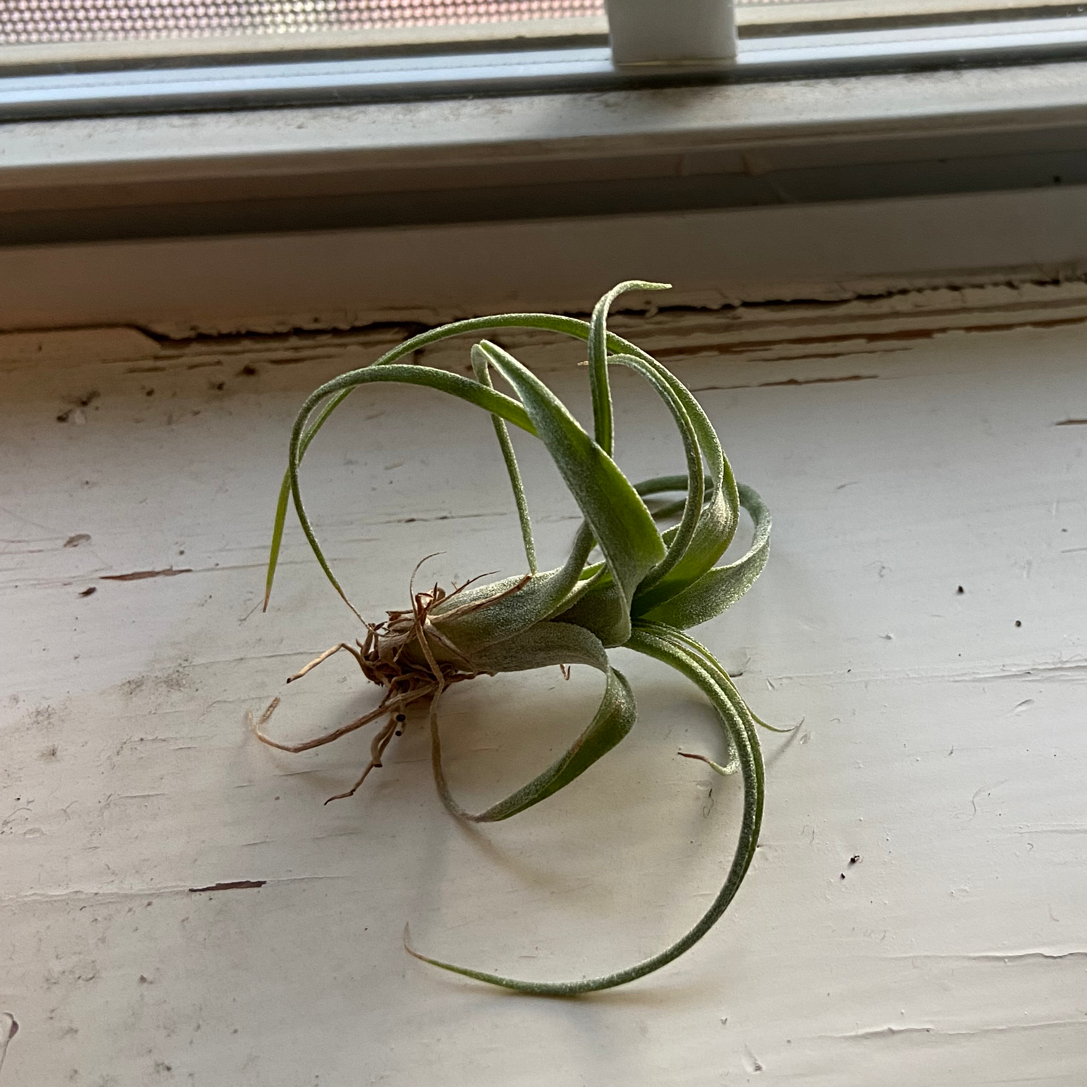 Tillandsia harrisii plant on a windowsill, healthy with green leaves.