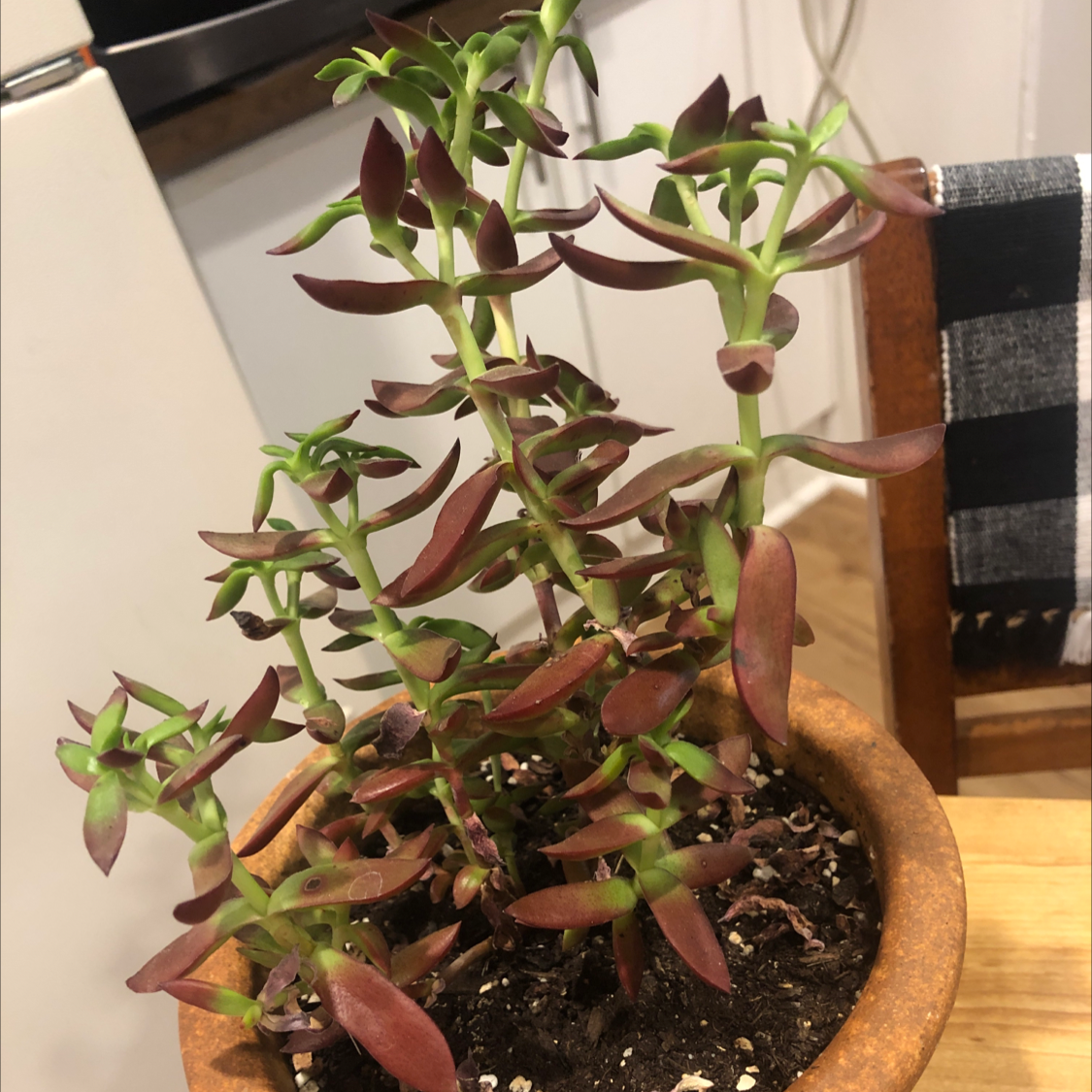 Potted Red Pagoda plant with red-tinted leaves, healthy appearance.