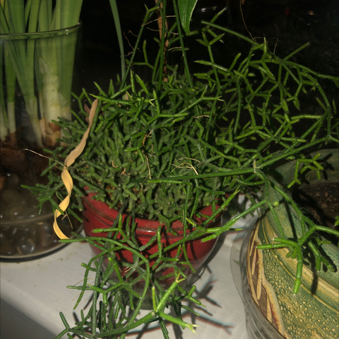 Mistletoe Cactus in a pot with a single yellowing stem, other plants in the background.