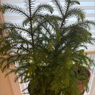 Norfolk Island Pine plant in Warren, Ohio