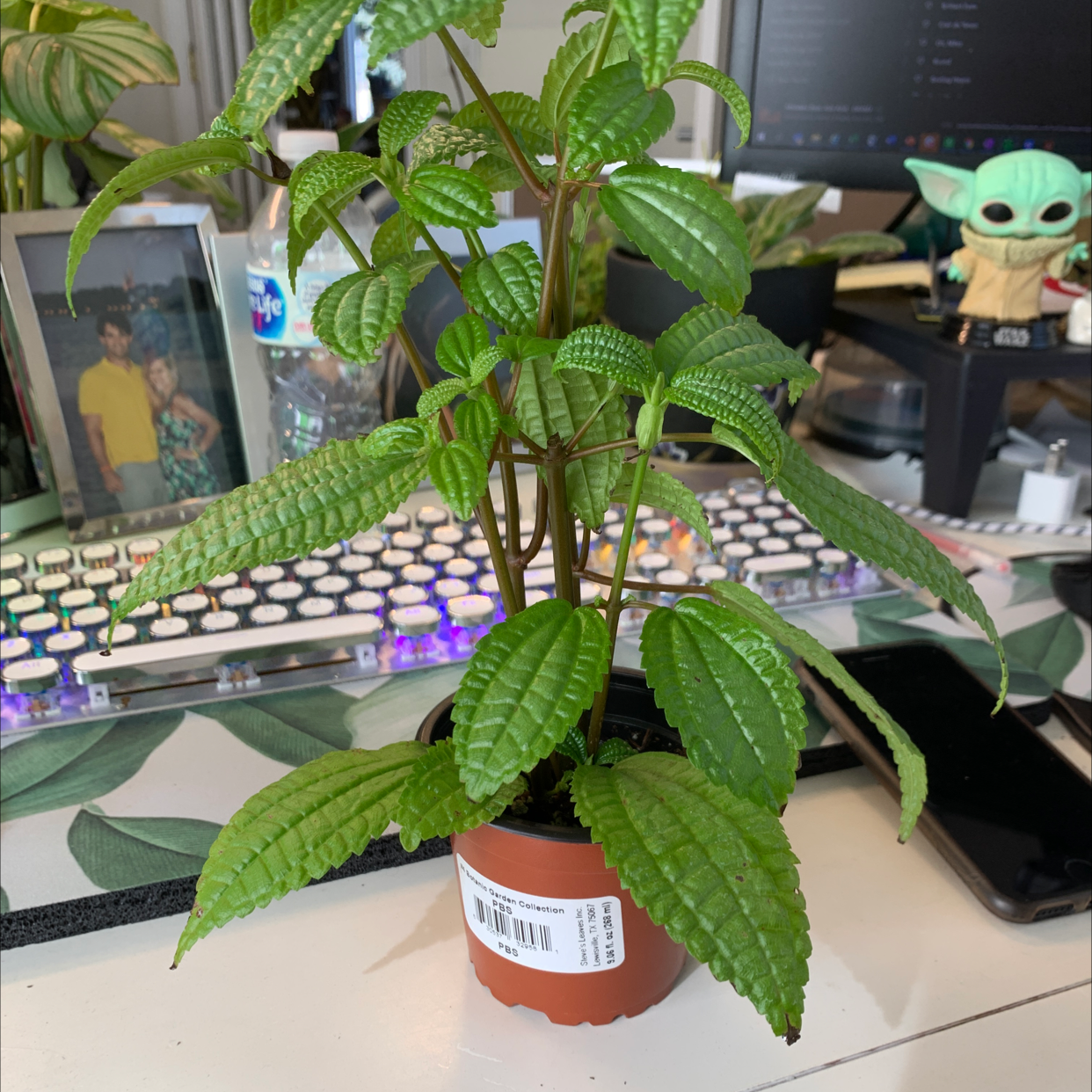 Plant care for False Nettle on Greg, the plant care app