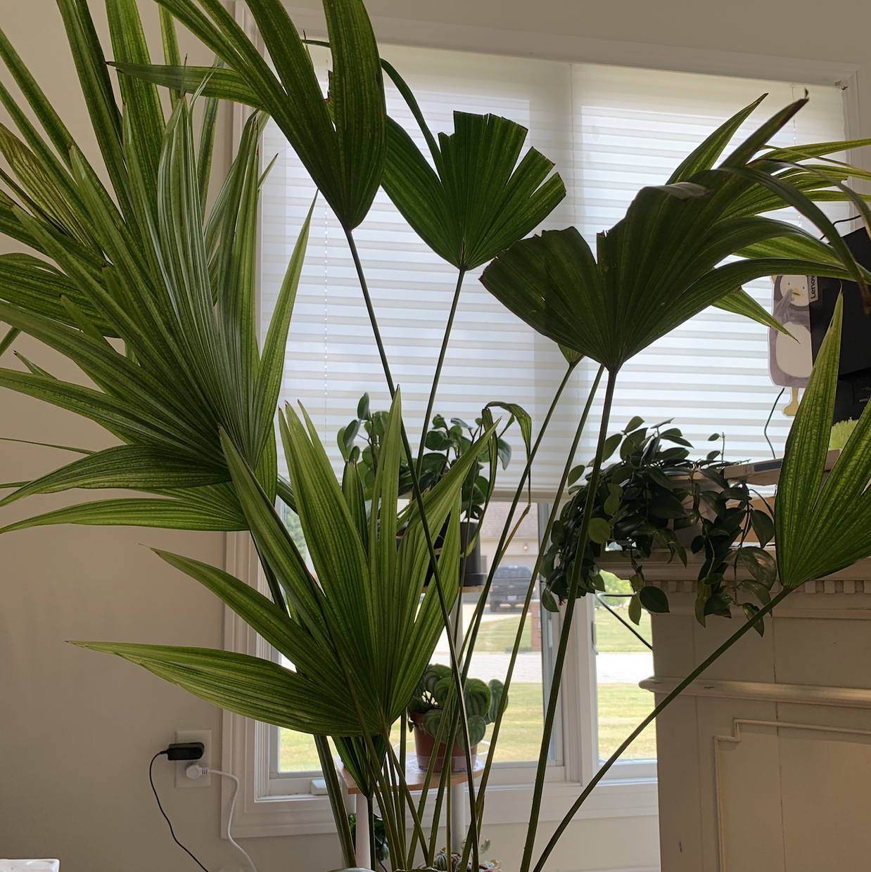 Chinese Fan Palm indoors near a window with large, healthy fan-shaped leaves.