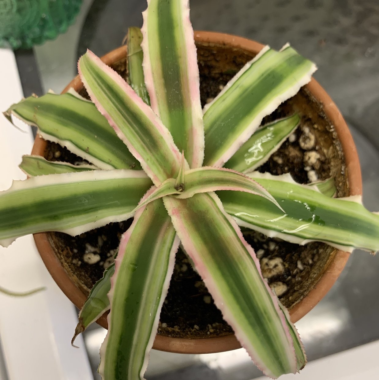 Potted Earth Stars plant with variegated leaves, healthy appearance.