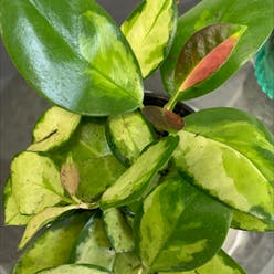 Hoya 'Lisa' plant