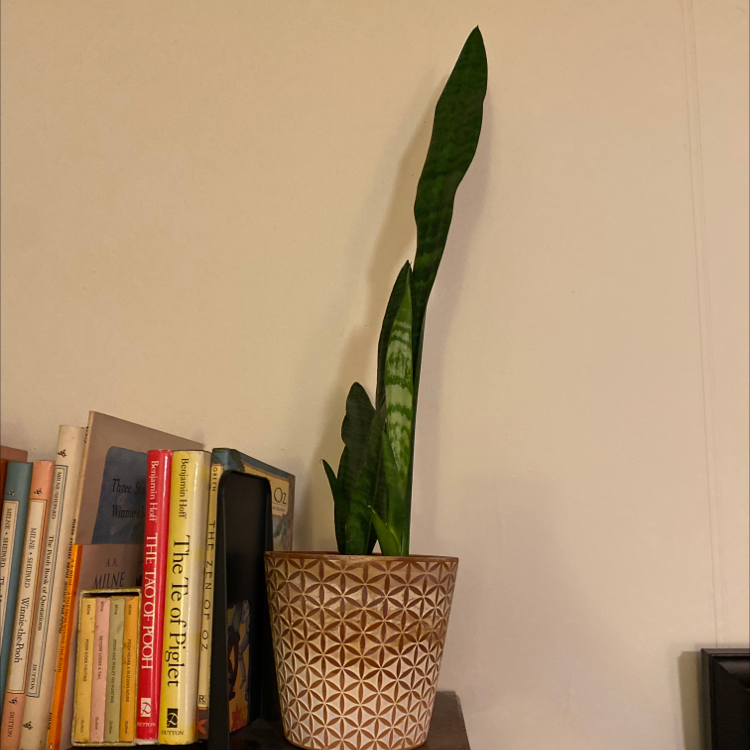 Snake Plant plant photo by @Hthecgh named Charlotte on Greg, the plant care app.