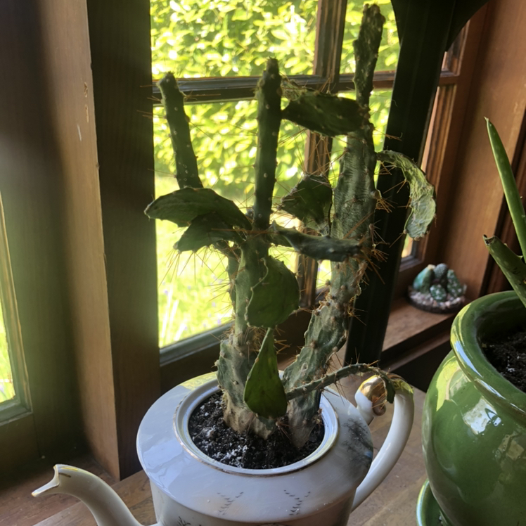 Brazilian Pricklypear plant in a teapot container near a window, showing signs of yellowing and browning.
