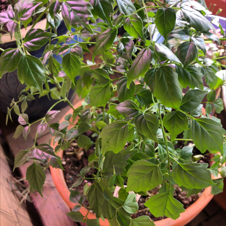 Close-up of a healthy China Doll plant with long, dark green leaves in a terra cotta pot. No visible issues.