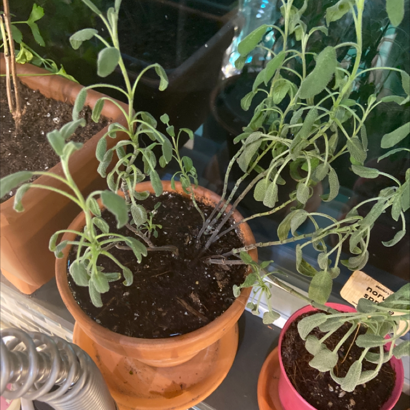 Potted Common Sage plant with drooping leaves and visible soil.