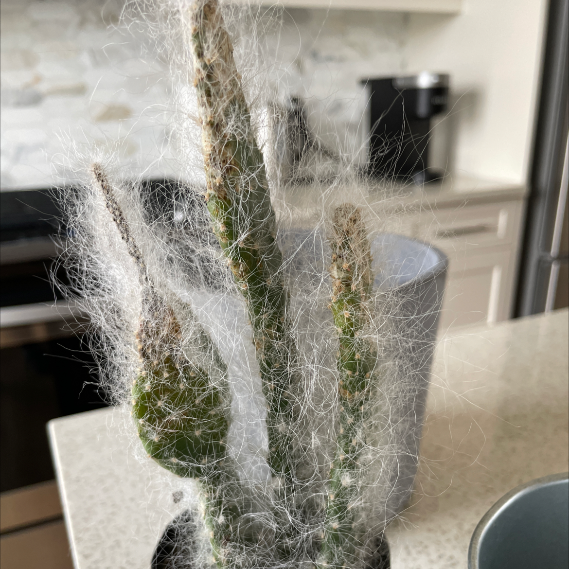 Snow Prickly Pear cactus with white fibers, placed on a kitchen countertop.