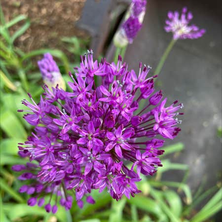 Photo of the plant species Elephant Garlic by Questermira named Rainier on Greg, the plant care app