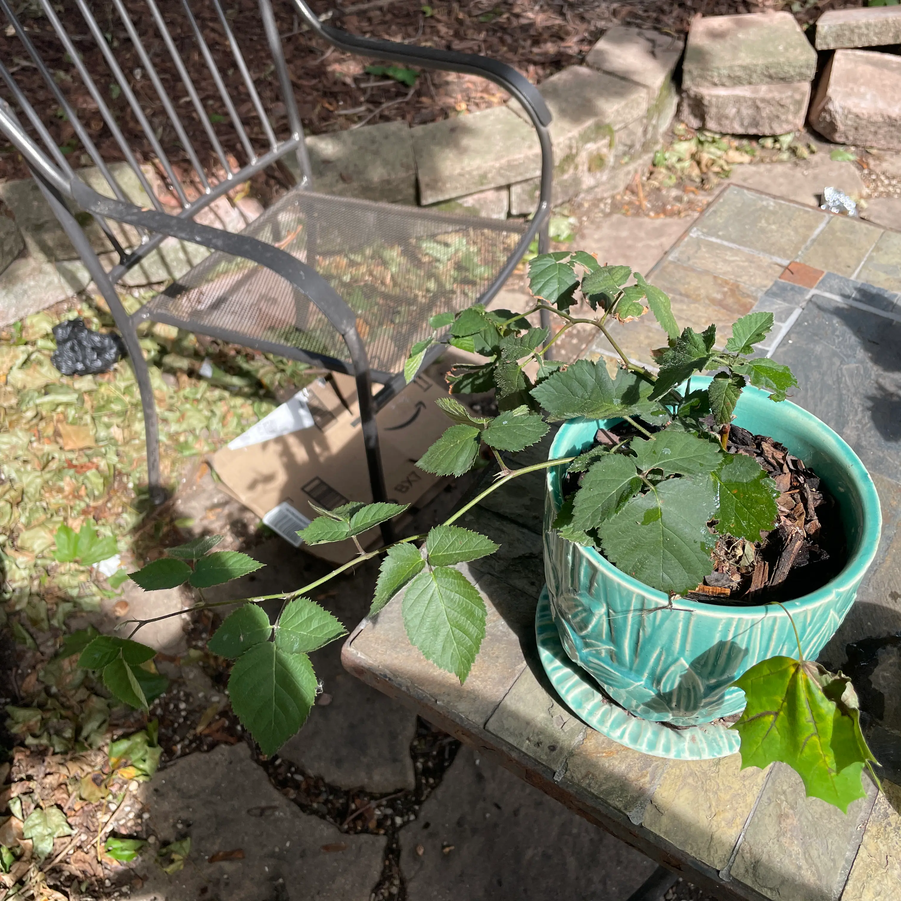 Potted California Blackberry plant with green leaves on a patio table.