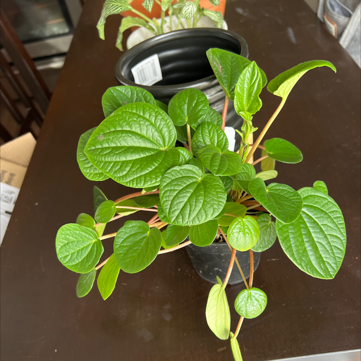 Healthy Rana Verde Peperomia plant with vibrant green leaves in a black pot.