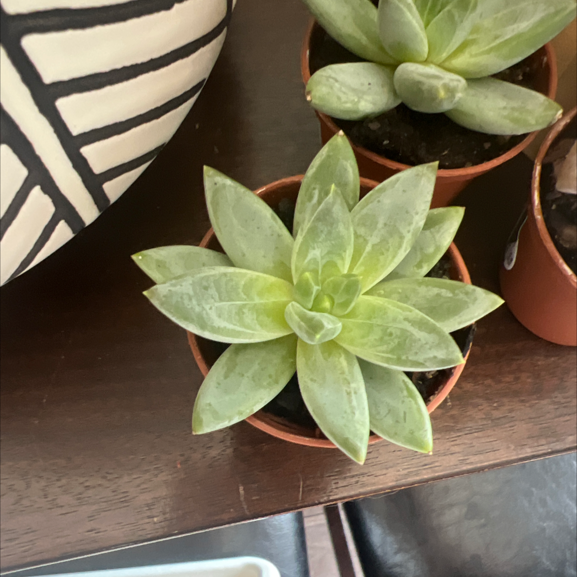 Pachyveria Little Jewel succulent in a small pot, healthy and well-framed.