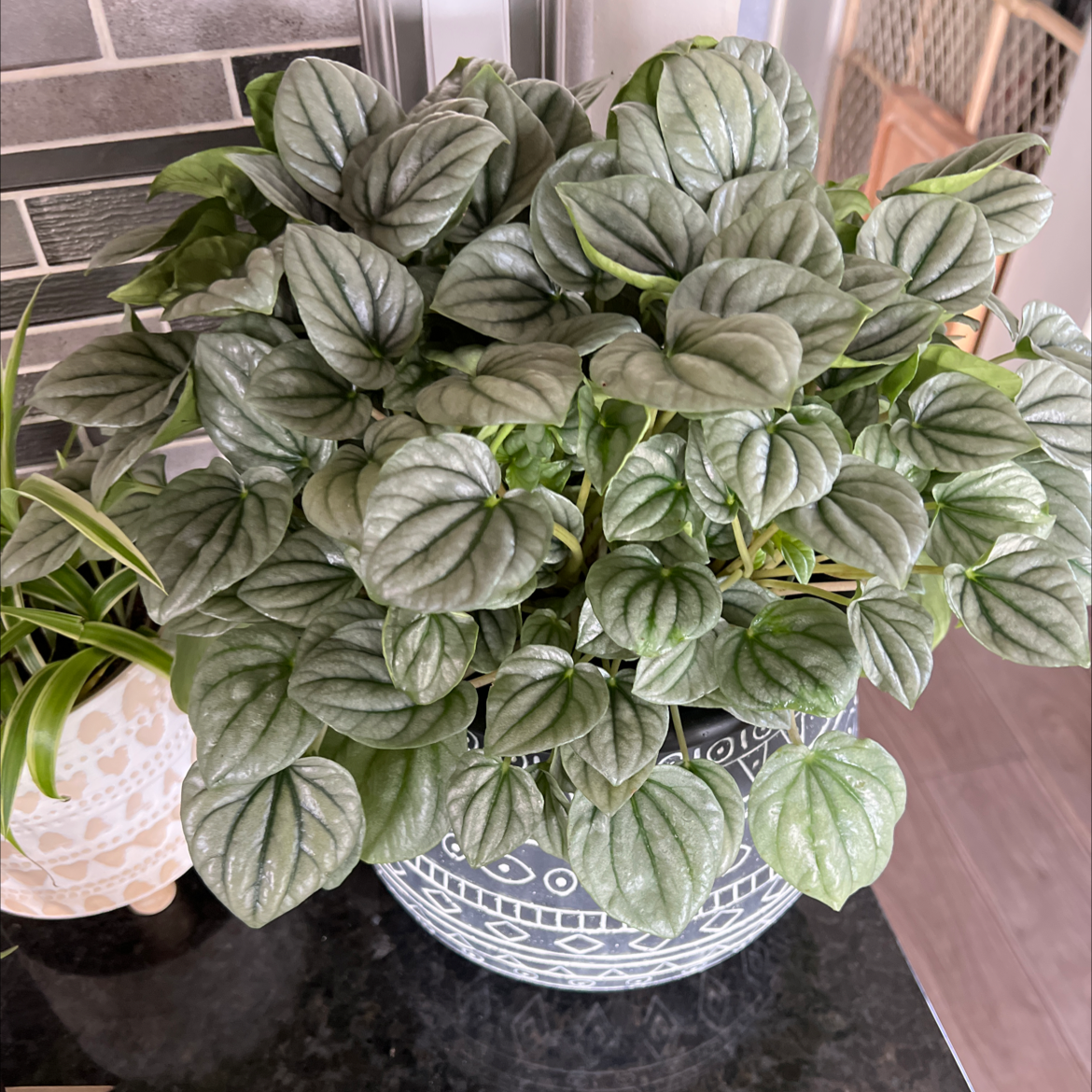 Healthy Silver Ripple Peperomia plant with lush, green leaves in a decorative pot.