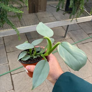 Heartleaf Philodendron plant in Toronto, Ontario