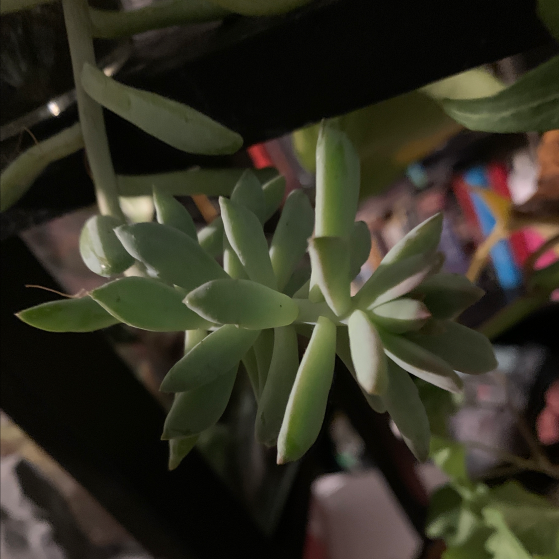 Healthy Graptosedum 'Francesco Baldi' succulent with thick, fleshy leaves in a rosette pattern.