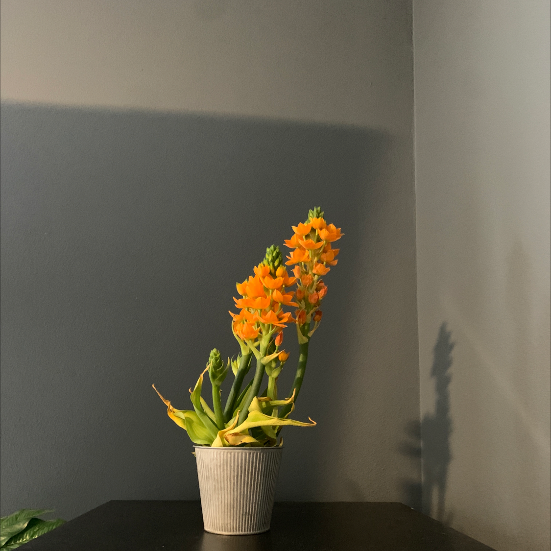 Potted Sun Star (Ornithogalum dubium) with bright orange flowers and some yellowing leaves.