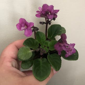 Kenyan Violet plant in Pawtucket, Rhode Island
