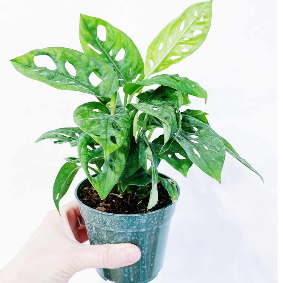 Monstera Vs Cheese Plant: The Ultimate Houseplant Showdown