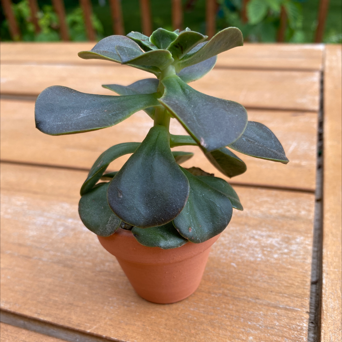 Aeonium Arboreum plant photo by @julioasis628 named Sweety on Greg, the plant care app.