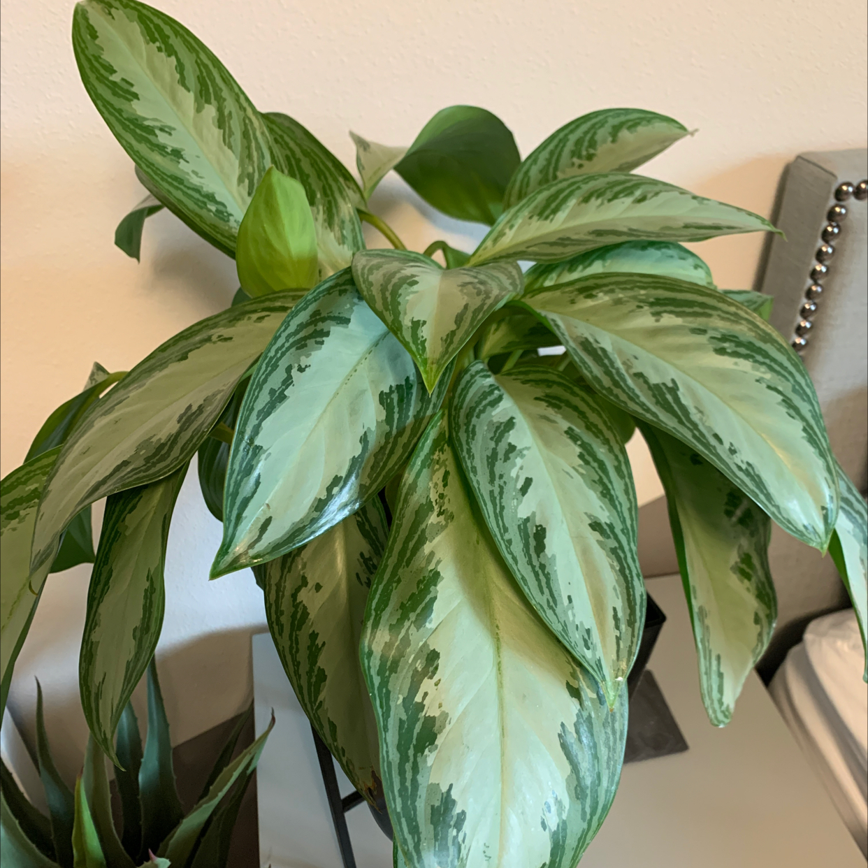 Chinese Evergreen plant photo by @mduchess named Silver Bae on Greg, the plant care app.