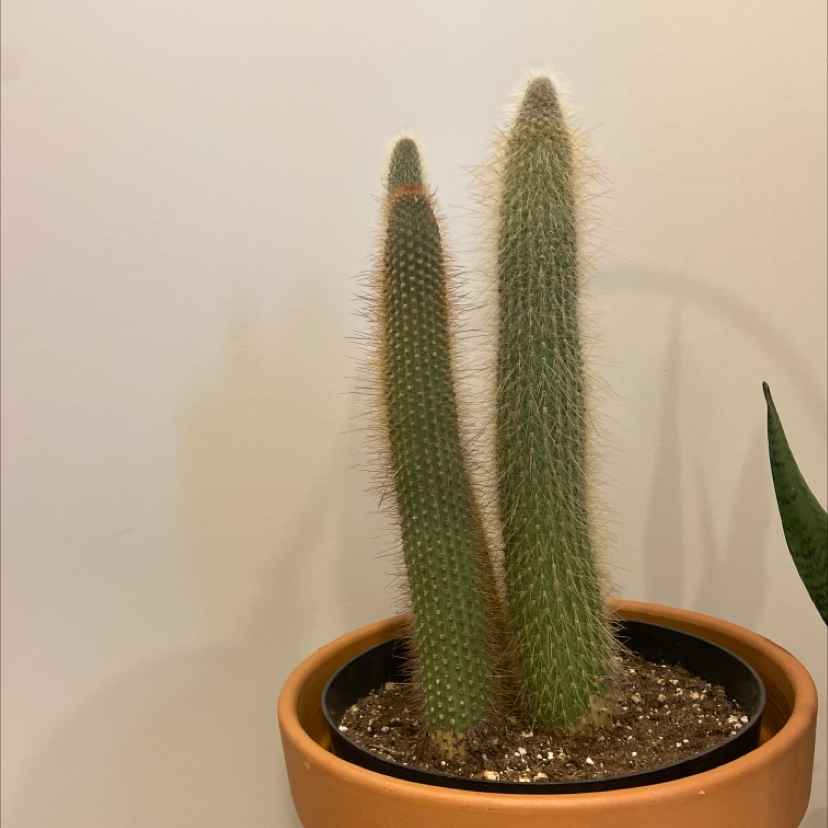 Photo of the plant species Cleistocactus smaragdiflorus by @KeenPilea named Cactus on Greg, the plant care app