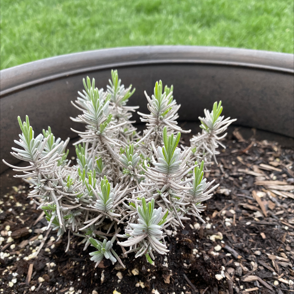 Photo of the plant species English Lavender by @Dubl_m named Lavender 5-6 on Greg, the plant care app