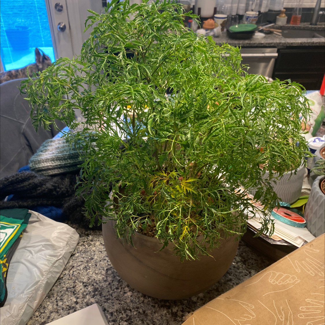 Ming Aralia plant in a pot on a countertop with healthy green foliage.