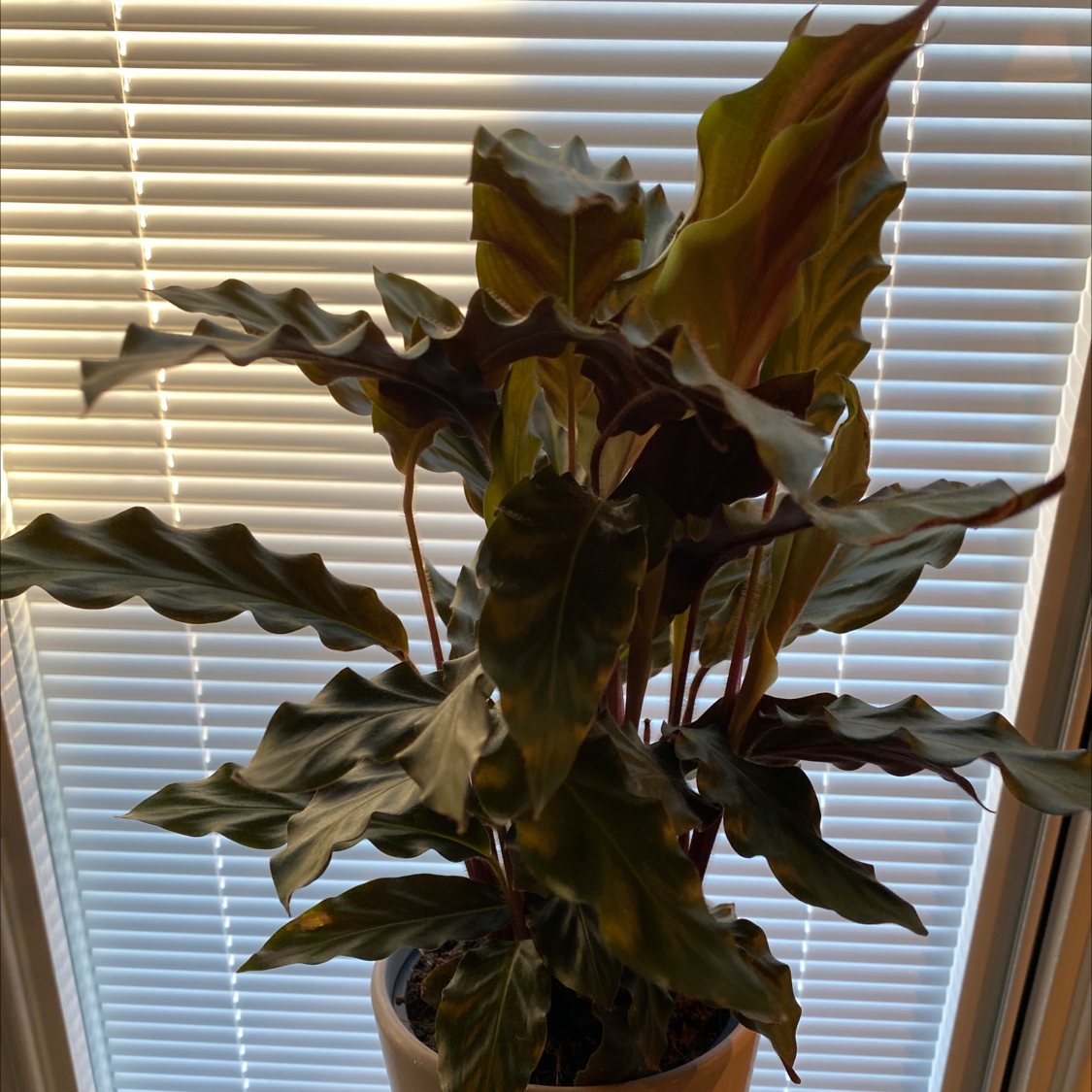 Furry Feather Calathea plant with dark green, wavy leaves in front of window blinds.