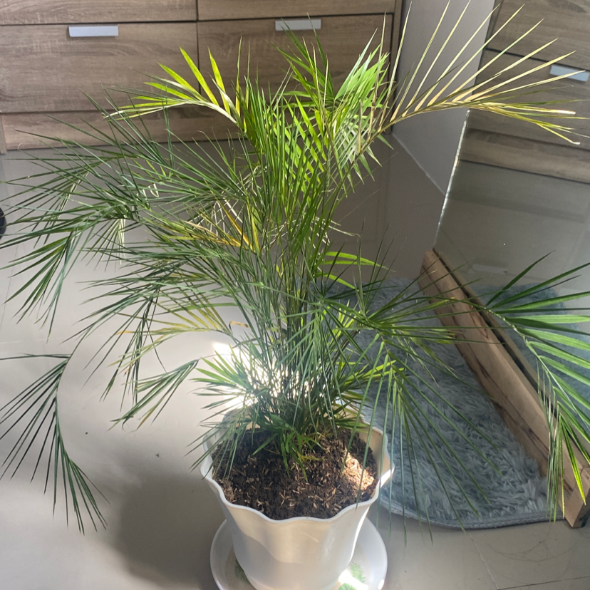 European Fan Palm in a white pot with some yellowing and browning leaves.