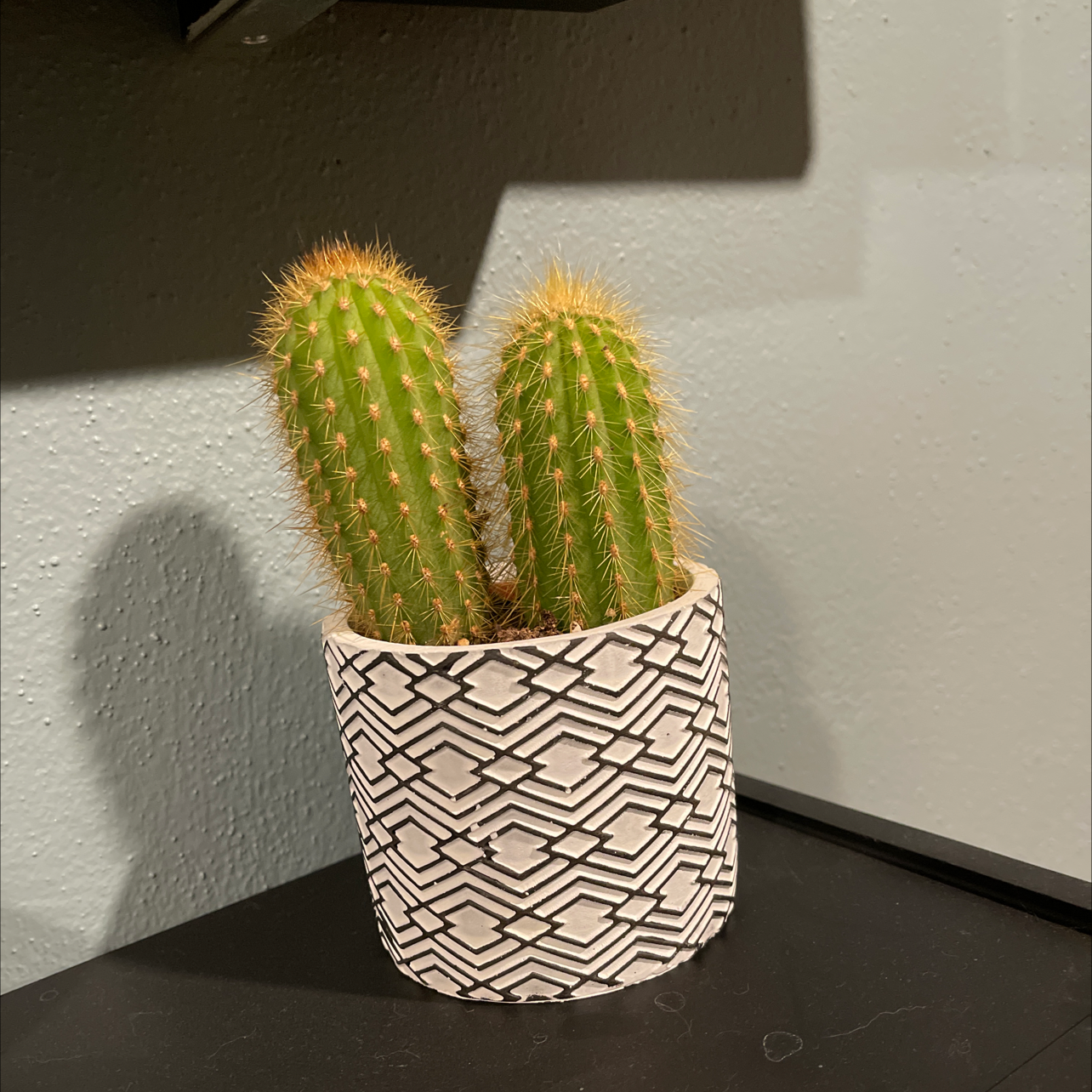 Potted Cephalocereus polylophus cactus with two stems in a decorative pot.