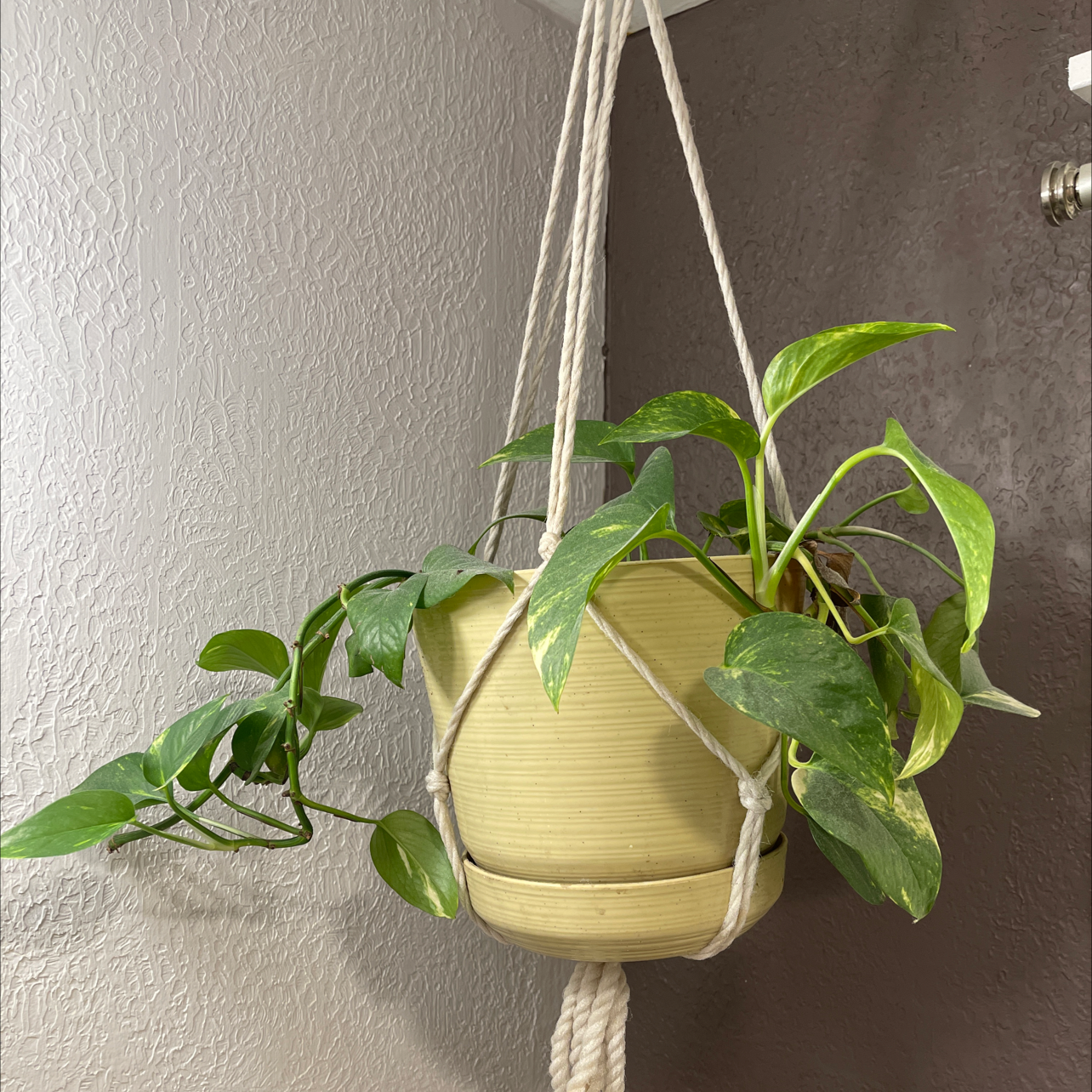 Ivy Arum plant photo by @R3d named Daphne on Greg, the plant care app.