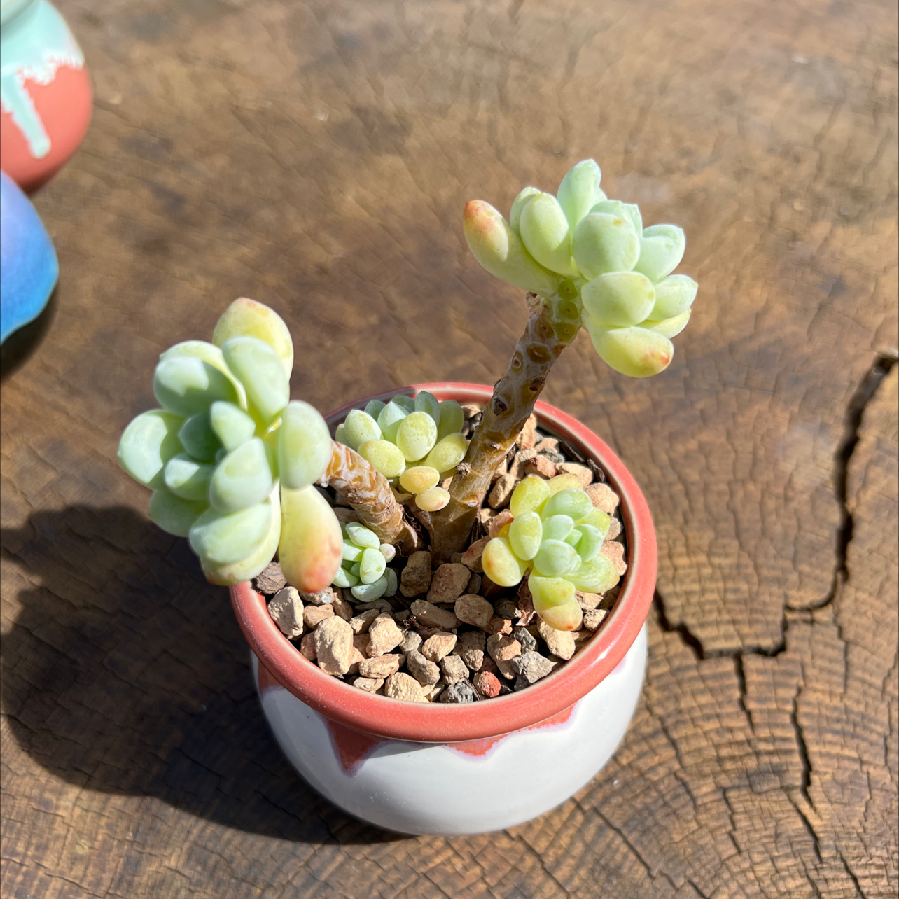 Photo of the plant species Sedum clavatum by @YeahDatepalm named Your plant on Greg, the plant care app