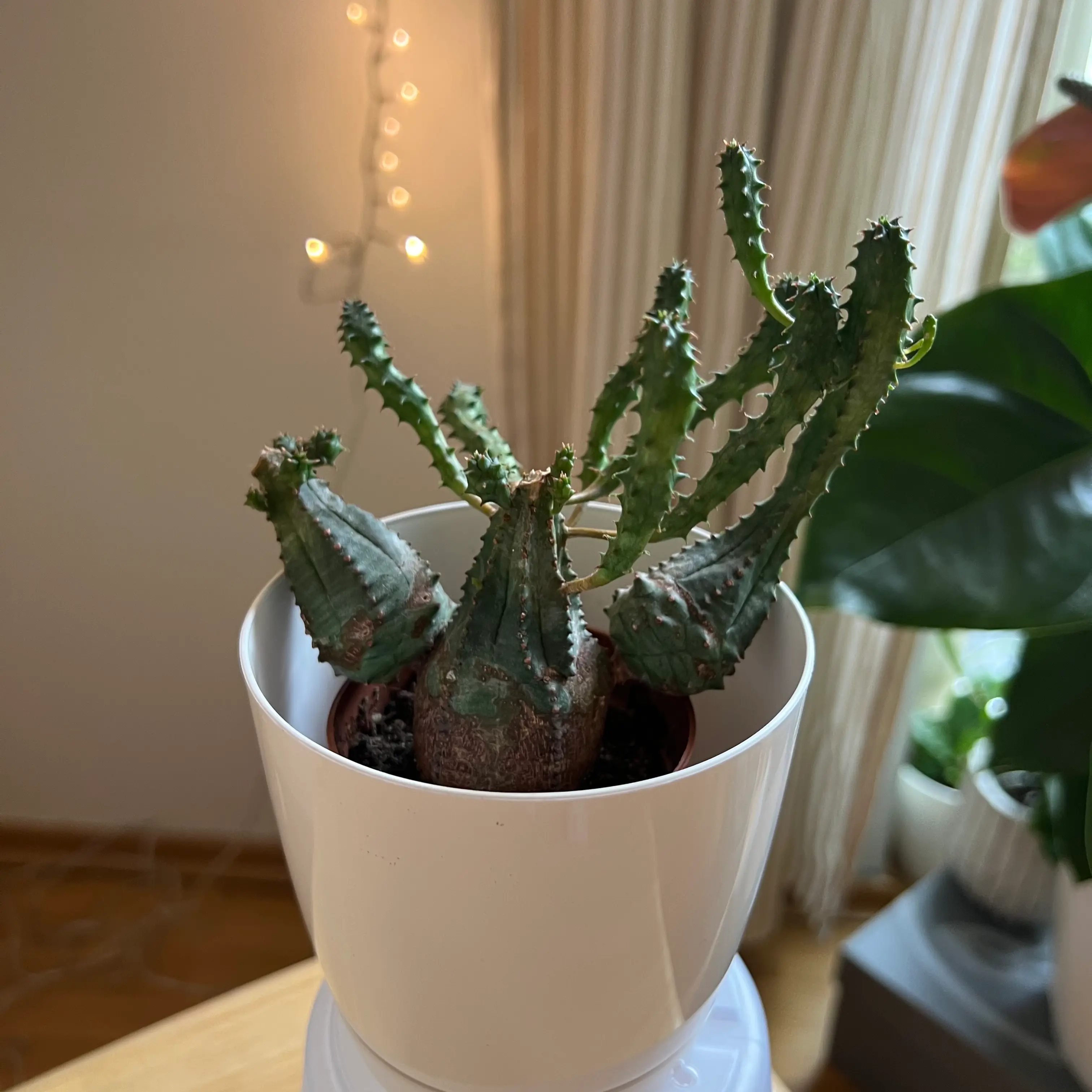 Photo of the plant species Euphorbia tubiglans by @Plantication named Shakira on Greg, the plant care app