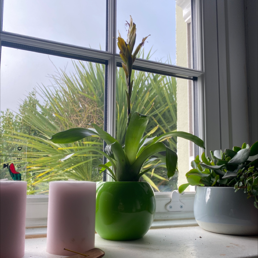 Photo of the plant species vriesea icterica by @olive.com named blake on Greg, the plant care app