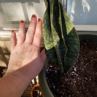 Whale Fin Snake Plant plant in Fairfax, Virginia