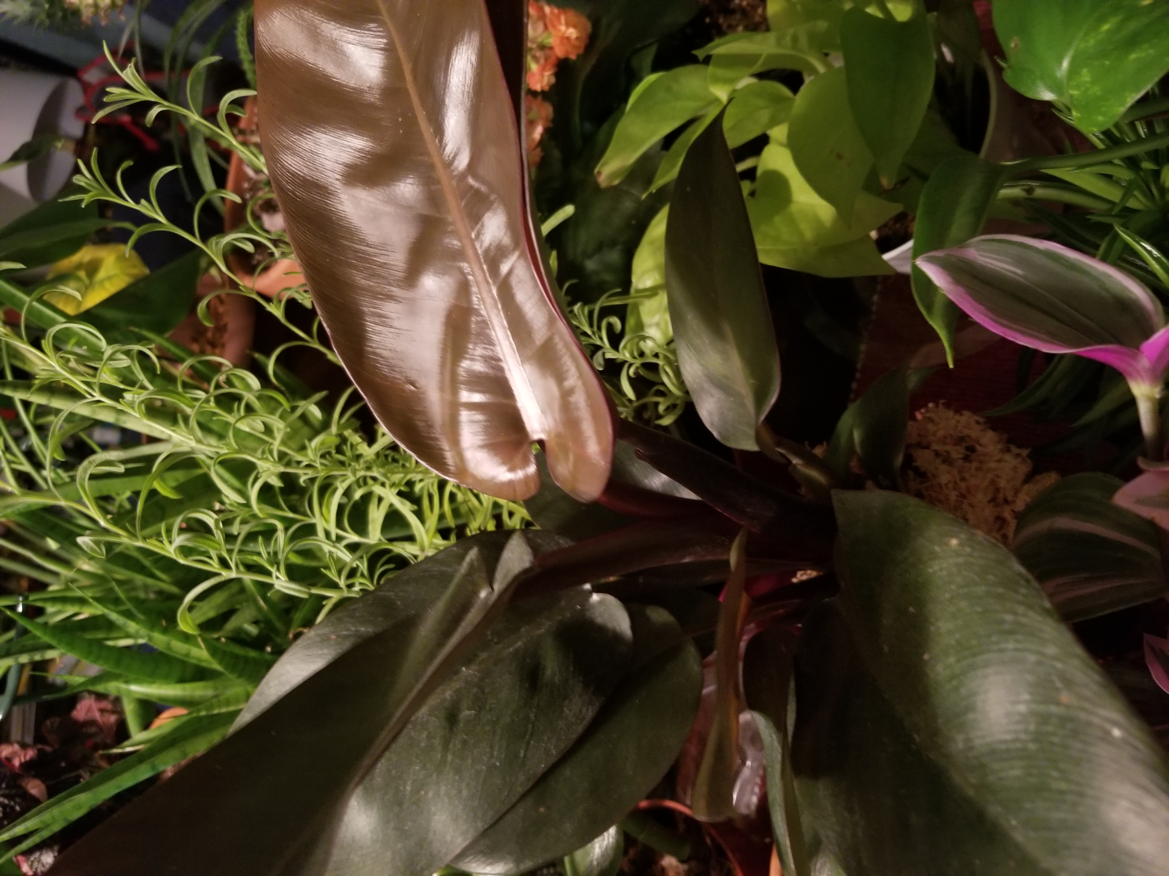 Philodendron 'Black Cardinal' with dark, glossy leaves, surrounded by other plants.
