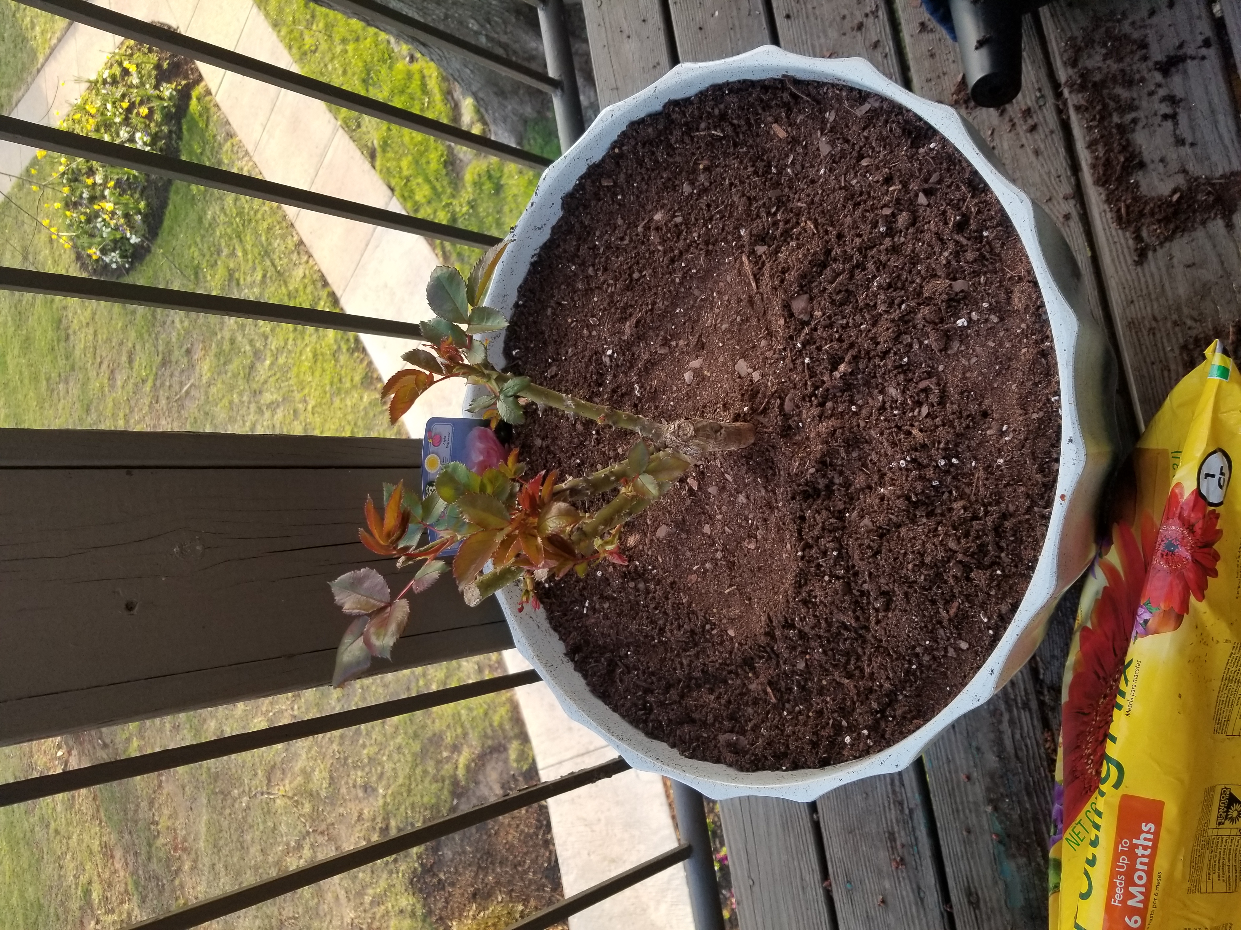 Potted Tea Rose plant with some browning leaves and visible soil.