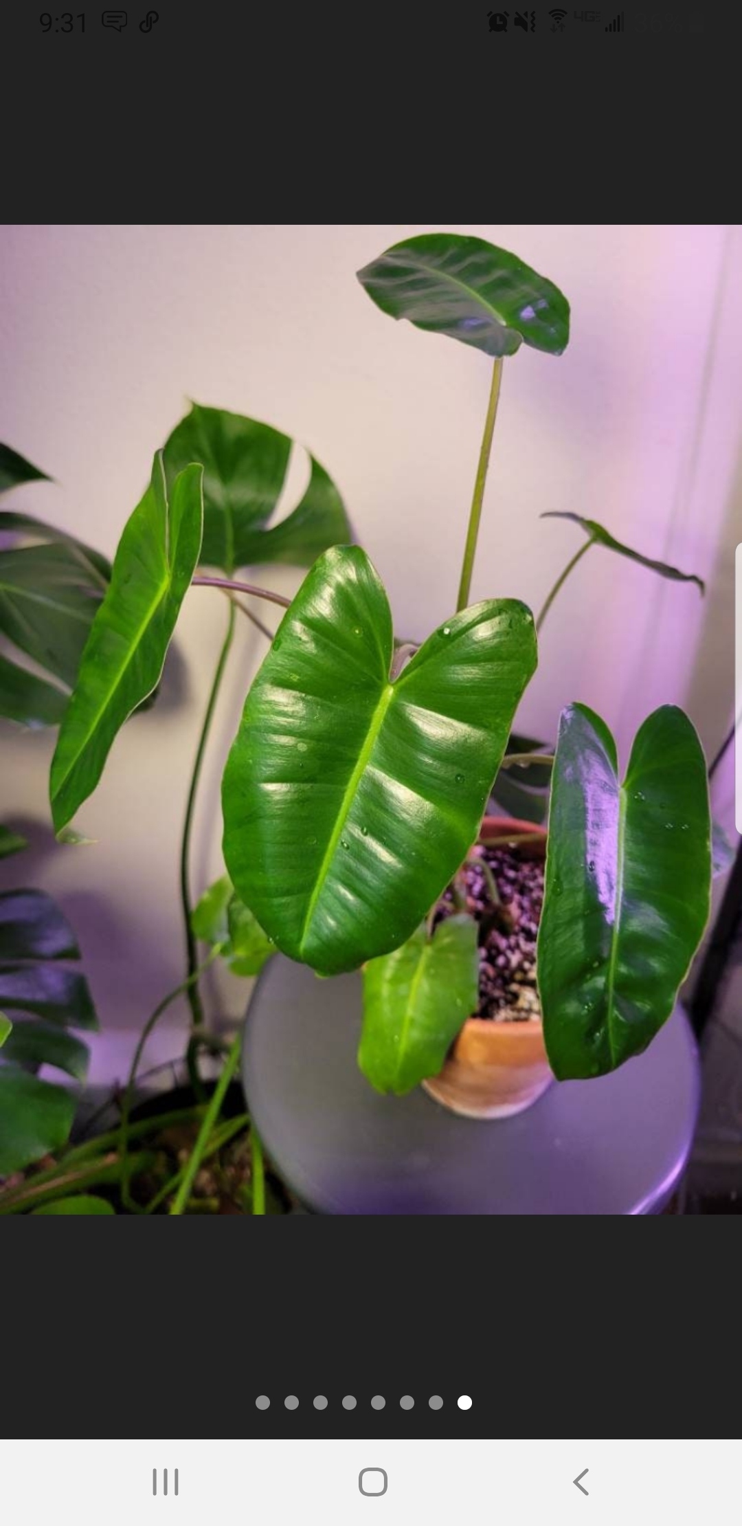 Healthy Burle Marx Variegata plant with glossy green leaves in a pot.